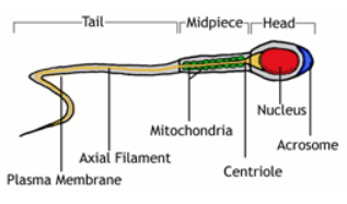 Normal-Structure-of-a-Sperm